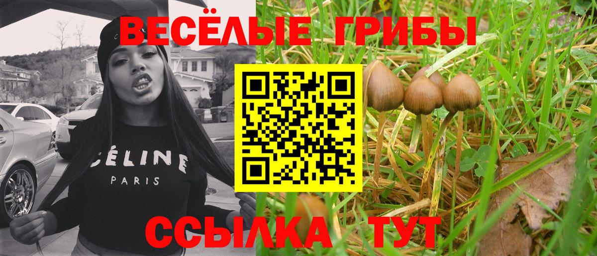 Псилоцибиновые грибы Psilocybe  Вход с VPN  Людиново 
